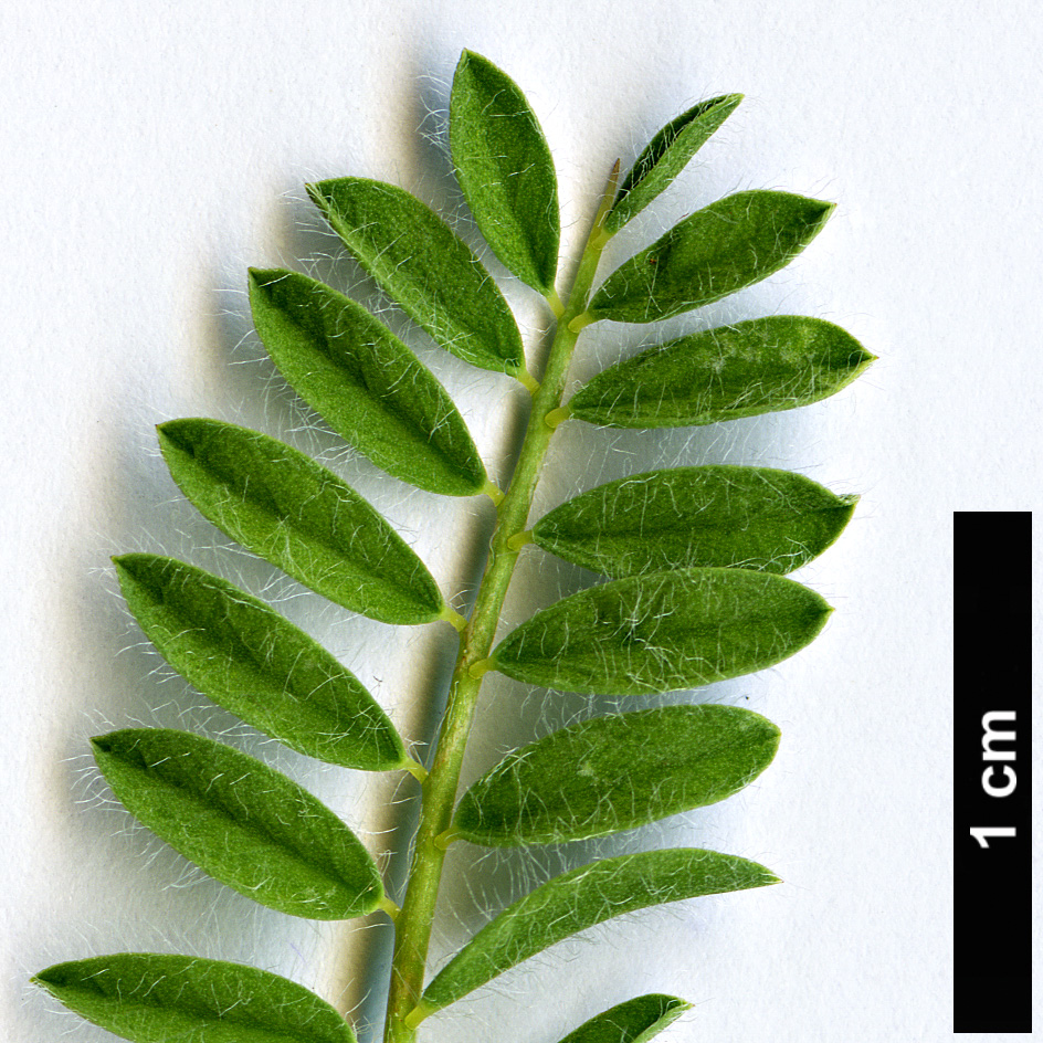 High resolution image: Family: Fabaceae - Genus: Astragalus - Taxon: sempervirens - SpeciesSub: subsp. gussonei